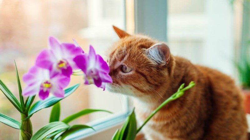 Έχετε γάτα στο σπίτι; Απαγορεύεται δια ροπάλου να έχετε αυτό το φυτό