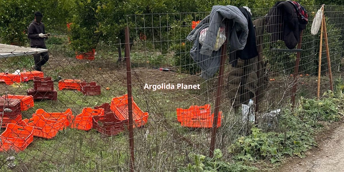 Αδιέξοδο για τους αγρότες της Αργολίδας: Σε κίνδυνο η συγκομιδή λόγω έλλειψης εργατών!