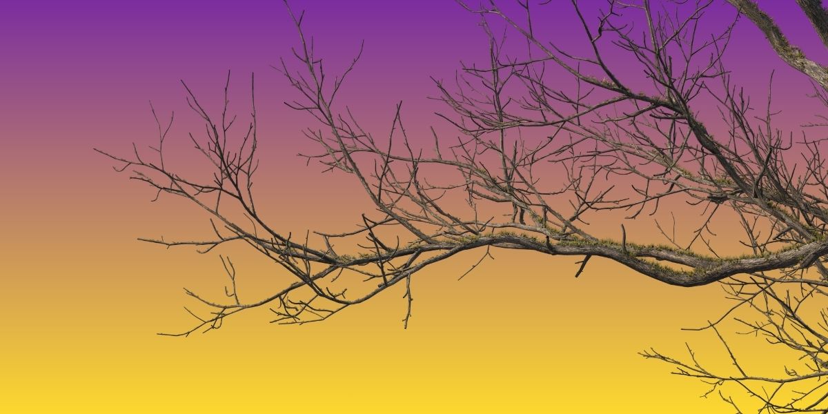 Αναστάτωση στο Ναύπλιο: Κλάρα δέντρου έπεσε πάνω σε πεζό!