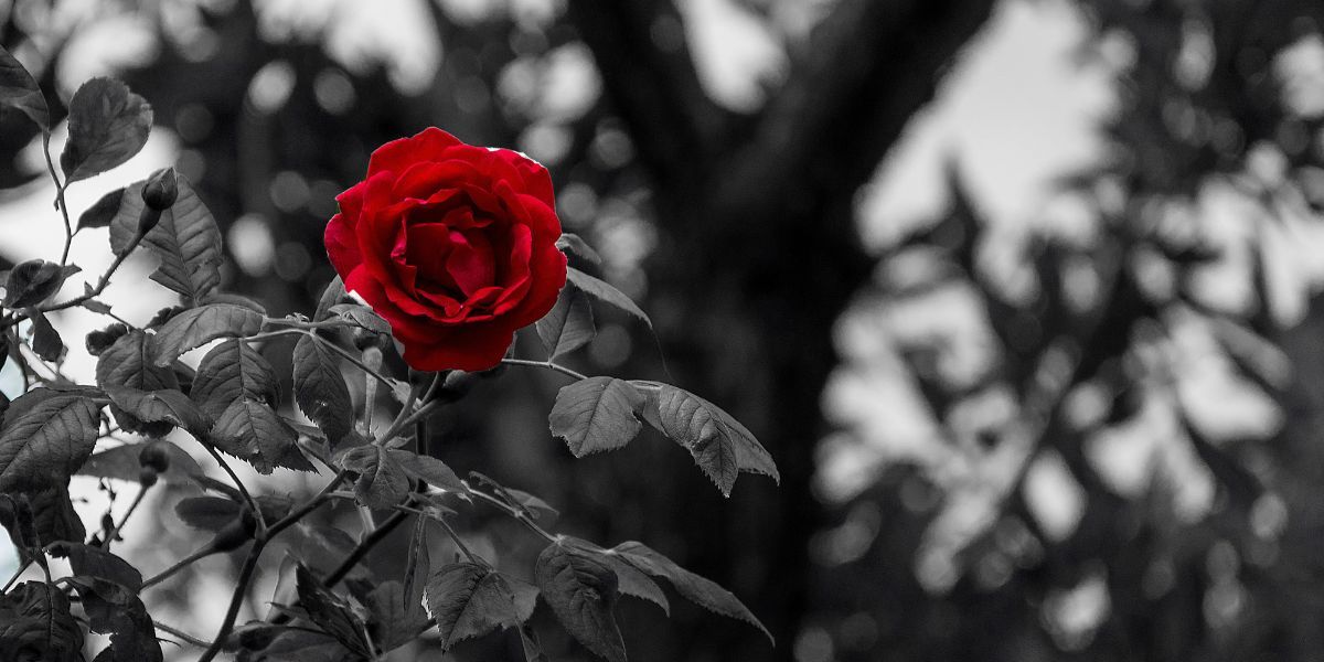 Θλίψη στο Ναύπλιο: Έφυγε από τη ζωή μια σημαντική μορφή της εκπαίδευσης