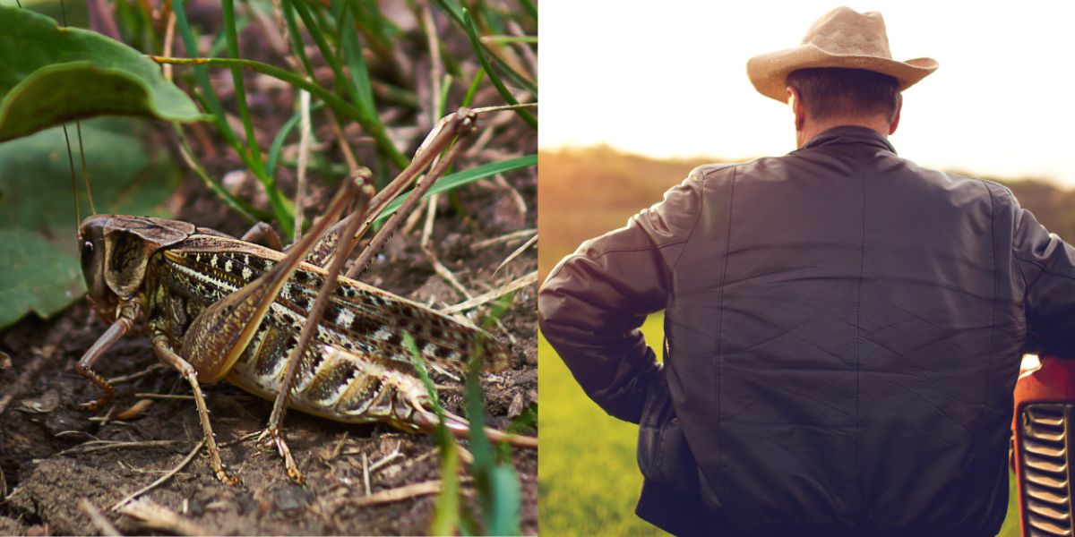 «Κάντε κάτι, μας ρημάζουν οι ακρίδες!»: Συναγερμός στους αγρότες της Αργολίδας – Φόβος για τις καλλιέργειες