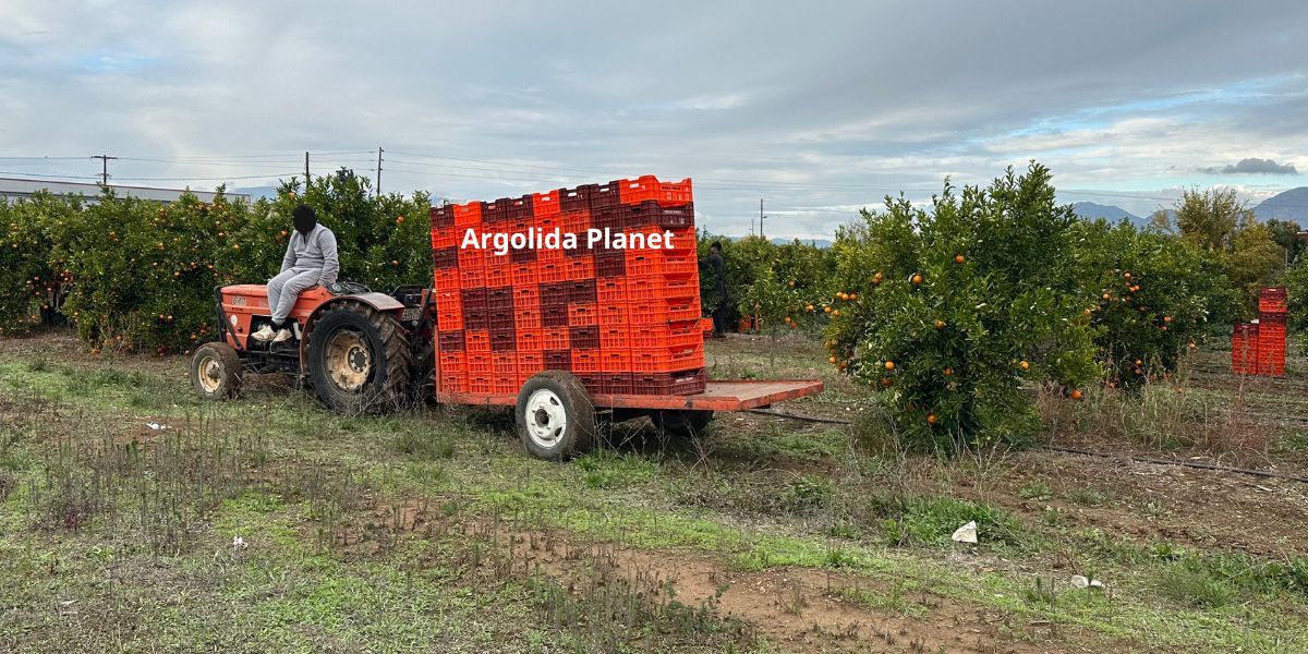 Η ασθένεια που εξολόθρευσε ολόκληρες παραγωγές στην Αργολίδα και αυτοί που γέλαγαν!